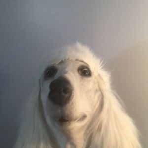 Halloween-Mask Poodle Halloween mask